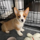 tata welsh corgi pembroke na prodej pobl m