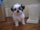 Prodm tata #Shih Tzu.