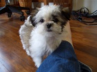 Prodm tata #Shih Tzu.