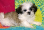 Prodm tata #Shih Tzu.