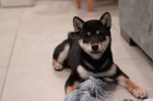 Shiba Inu tata