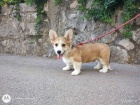 Pembroke Welsh Corgi tata