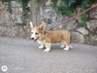 Pembroke Welsh Corgi tata