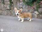 Pembroke Welsh Corgi tata