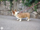 Pembroke Welsh Corgi tata