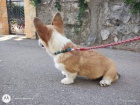 Pembroke Welsh Corgi tata