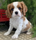 Prodm okovan TATA kavalr King Charles Spaniel.