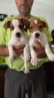 tata Jack Russell terira.