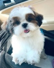 Hrav Shih Tzu tata.