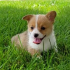 Prodm tata Pembroke Welsh Corgi.