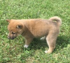 Prodm tata Shiba inu