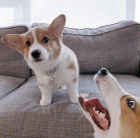 Pembroke Welsh Corgi tata.