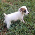 Prodm okovan a zdrav tata jack russell terira.