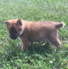 Prodm tata Shiba inu