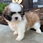 Prodm tata SHIH TZU