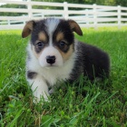 Prodm tata Pembroke Welsh Corgi.