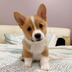 Krsn ttka Corgi k adopci.