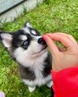 2 krsn Pomsky tata