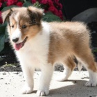 Prodm tata SHELTIE