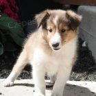 Prodm tata SHELTIE