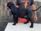 Jihoafrick mastin- Boerboel tata