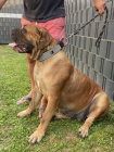 Jihoafrick mastin- Boerboel tata