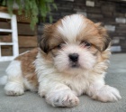 Prodm tata SHIH TZU