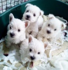 Prodm mini okovan a oderven tata West Highland White Terriers