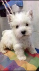 Prodm okovan a oderven tata West Highland White Terriers