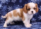 Prodm okovan a oderven tata Kavalr King Charles Spaniel.