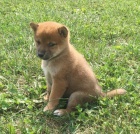 Prodm rozkon miminka tata shiba inu