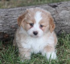 okovan a oderven tata Aussiedoodle na prodej (Aussiedoodle jsou sms australskho ovka a standardnho pudla)