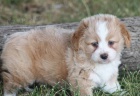 okovan a oderven tata Aussiedoodle na prodej (Aussiedoodle jsou sms australskho ovka a standardnho pudla)