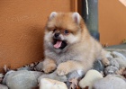 Nmeck pic trpasli (Pomeranian)