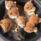 Prodm krsn mini ttka shiba inu