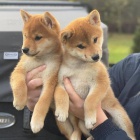 Prodm mini okovan a oderven tata SHIBA INU