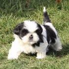 Prodm tata SHIH TZU