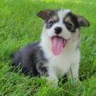 Prodm tata Pembroke Welsh Corgi.