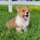 Prodm okovan a oderven tata Pembroke Welsh Corgi.