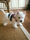 Prodm tyi okovan tata West Highland White Terriers Nabzme k prodeji okovan a oderven tata West Highland White terir.