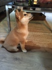 Prodm tata Shiba inu