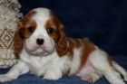 Prodm okovan a oderven tata Kavalr King Charles Spaniel.