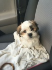 Prodm miniaturn, zdrav, okovan a oderven tata SHIH TZU