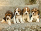 Prodm tata BEAGLES/BIGL/BIGLES.