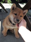 Prodm ndhern okovan tata mini shiba inu