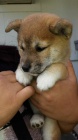 Prodm ndhern okovan tata mini shiba inu