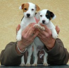 Prodm tata jack russell terira.