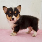 Prodm krsn, andlsk mini okovan a oderven tata Pembroke Welsh Corgi.