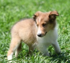 Prodm tata Shetlandskho ovka (SHELTIE).