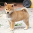 prodm okovan MAL tata mini SHIBA INU